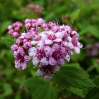 Спирея японская Little Princess, Spiraea japonica Little Princess, Спирея японская Литл Принцесс