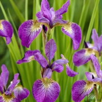 Ирис сибирский Sparkling Rose, Iris siberica Sparkling Rose, Ирис сибирский Спарклин Роуз