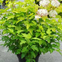 Пузыреплодник Dart's Gold, Physocarpus opulifolius Dart's Gold, Пузыроплодник калинолистный Дартс Голд