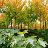 Клен остролистный Cleveland, Acer platanoides Cleveland, Клен остролистный Кливленд