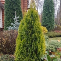 Туя западная Golden Smarag, Туя западная Голден Смарагд, Thuja occidentalis Golden Smaragd