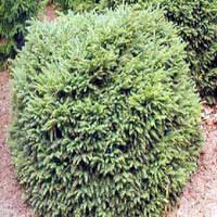 Ель обыкновенная Nidiformis 60-70 С10 Picea abies Nidiformis , ель нидиформис цена, ель нидиформис купить, ель нидиформис фото, ель нидиформис карликовая, карликовая ель купить, питомник весна
