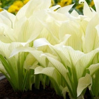 Хоста White Feather, Hosta White Feather, Хоста Уайт Фезэ