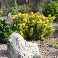 Сосна горная Винтерголд, Pinus mugo Wintergold,Сосна горная Winter Gold с15 40/50, Сосна горная Winter Gold