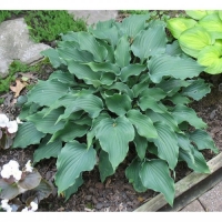 Хоста Restless Sea, Hosta Restless Sea, Хоста Рэстлес Си