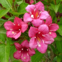 Вейгела Briston Ruby, Weigela hybrida Bristol Ruby, Вейгела гибридная Бристоль Руби