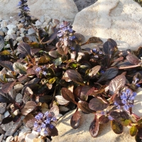 Живучка ползучая Edi, Ajuga reptans Edi, Живучка ползучая Эди