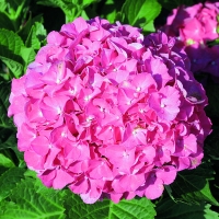 Гортензия Masja, Hydrangea Masja, Гортензия Мася