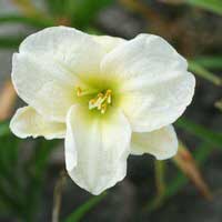 Лилейник Arctic Snow, Hemerocallis Arctic Snow, Лилейник Арктик Сноу