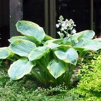 Хоста Frances Williams, Hosta Frances Williams, Хоста Фрэнсис Вильямс
