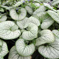 Бруннера крупнолистная Silver Heart, Brunnera macrophylla Silver Heart, Бруннера крупнолистная Сильвер Харт