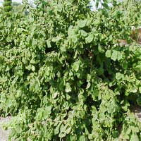 Лещина Contorta, Corylus avellana Contorta, Лещина обыкновенная Конторта