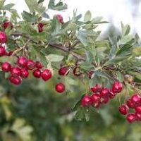 Боярышник однопестичный, Crataegus monogyna