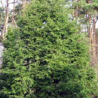 Тсуга канадская Sol 200/250, Tsuga canadensis, Тсуга канадская