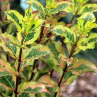 Вейгела цветущая Magical Rainbow, Weigela florida Magical Rainbow, Вейгела цветущая Меджикал Рейнбоу