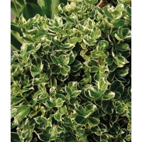 Бересклет  Форчуна Emerald Gaiety, Euonymus fortunei Emerald Gaiety, Бересклет Форчуна Эмеральд Гаети