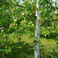 Береза Jacquemontii, Betula utilis jacquemontii, Берёза полезная Жакмонти
