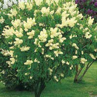 Сирень Primrose, Syringa vulgaris Primrose, Сирень обыкновенная Праймроуз