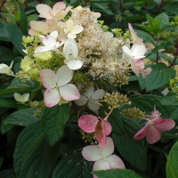 Гортензия метельчатая Angels Blush, Hydrangea paniculata Angels Blush, Гортензия метельчатая Энджелс Блаш