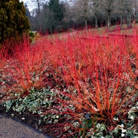 Дерен .Annys Winter Orange, Cornus sanguinea Annys Winter Orange, Дерен кроваво-красный Анна Винтер Оранж