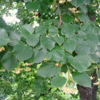 Липа крупнолистная, Tilia platyphyllos, Липа крупнолистная 8/10