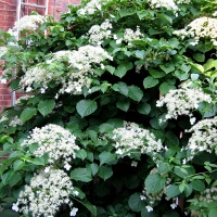 Гортензия черешковая, Hydrangea anomala petiolaris, Гортензия черешковая (вьющаяся)