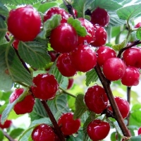 Вишня Войлочная Огонёк С3, Prunus tomentosa, Вишня Войлочная Огонек