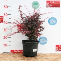 Барбарис Тунберга Harlequin, Berberis Thunbergii Harlequin, Барбарис Тунберга Арлекин