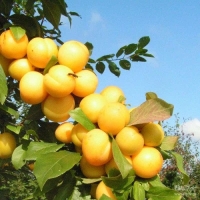 Алыча Сонейка, Prunus Sonejka, Алыча Сонейка
