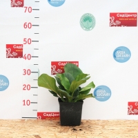 Бадан сердцелистный Abendglut, Bergenia cordifolia Abendglut, Бадан сердцелистный Abendglut