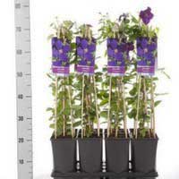 Клематис Jackmanii, Clematis Jackmanii, Клематис Жакмана