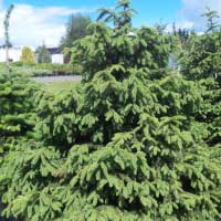 Ель обыкновенная Nidiformis, Picea abies Nidiformis, Ель обыкновенная Нидиформис