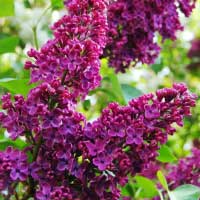 Сирень обыкновенная Andenken an Ludwig Spaeth, Syringa vulgaris Andenken an Ludwig Spaeth, Сирень обыкновенная Памяти Людвига Шпета