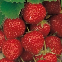 Земляника Lambada, Fragaria Lambada, Клубника Ламбада