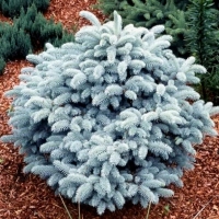 Ель колючая Glauca, Picea pungens Glauca, Ель колючая Глаука