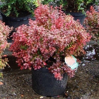 Барбарис Тунберга Atropurpurea Nana, Berberis thunbergii Atropurpurea Nana, Барбарис тунберга Атропурпурея Нана