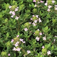 Тимьян обыкновенный Fredo, Thymus vulgaris Fredo, Тимьян обыкновенный Фредо