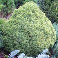 Ель сизая Alberta Globe, Picea canadensis Alberta Globe, Ель сизая Альберта Глоб