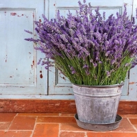 Лаванда узколистная С5, Lavandula angustifolia, Лаванда узколистная