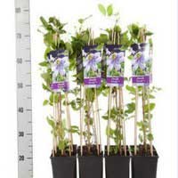 Клематис Blue Light, Clematis Blue Light, Клематис Blue Light