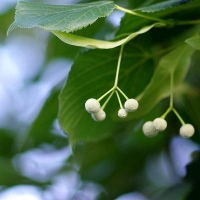 Липа мелколистная, Tilia cordata, Липа мелколистная 16/18