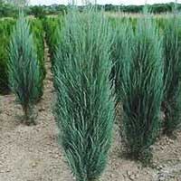 Можжевельник Блю Арроу, Juniperus Blue Arrow, Можжевельник Blue Arrow 120/140, Можжевельник Blue Arrow, купить можжевельник блю эрроу