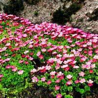 Камнеломка Арендса Peter Pan, Saxifraga Arendsii Peter Pan, Камнеломка Арендса Питер Пэн