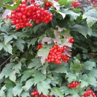Калина красная Красный коралл, Viburnum opulus