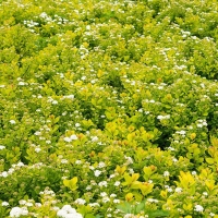 Спирея березолистная Tor Gold, Spiraea betulifolia Tor Gold, Спирея березолистная Тор Голд