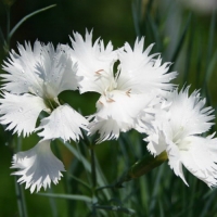 Гвоздика перистая Albus Plenus, Dianthus plumarius Albus Plenus, Гвоздика перистая Альбус Пленус