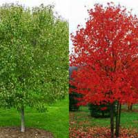Клен красный Red Sunset, Acer rubrum Red Sunset, Клен красный Ред Сансет