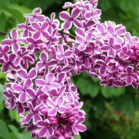 Сирень Sensation, Syringa vulgaris Sensation, Сирень обыкновенная Сенсейшн