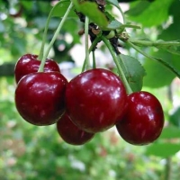 Вишня Гриот Мичуринский 5/6 лет, Вишня Гриот Мичуринский, Prunus cerasus