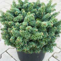 Пихта бальзамическая Nana с12, Abies balsamea Nana, Пихта бальзамическая Нана